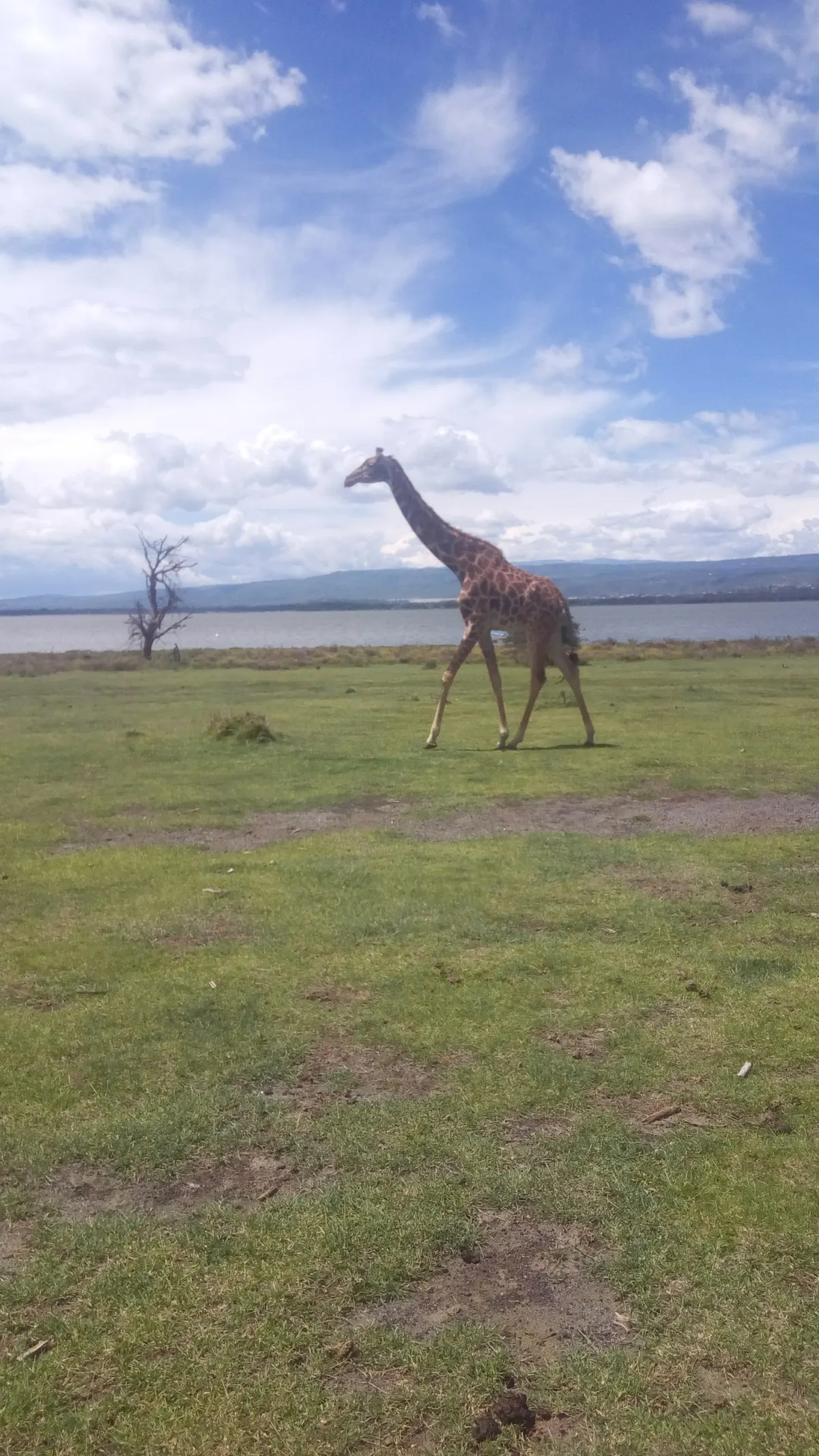 Giraffe standing in sunny dry woodland habitat