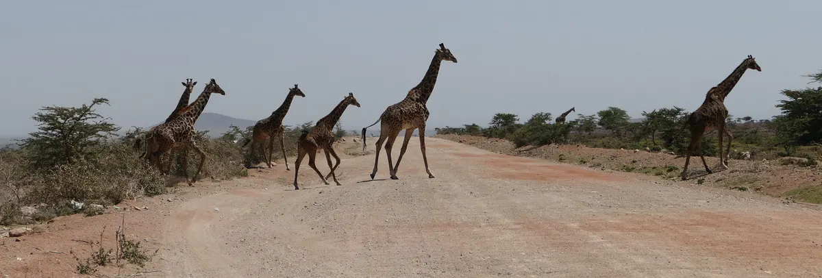 Giraffes spread across wide open savanna country