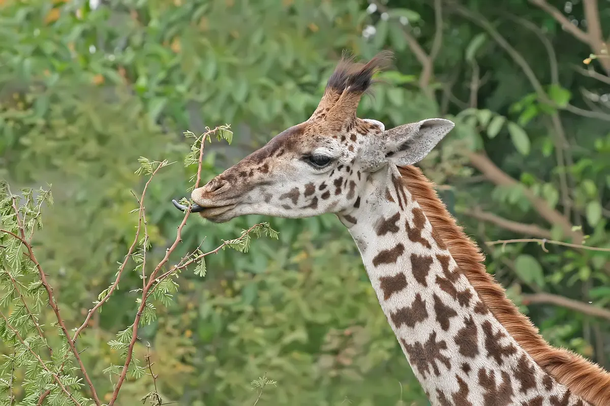 Giraffe reaching into a tree to feed