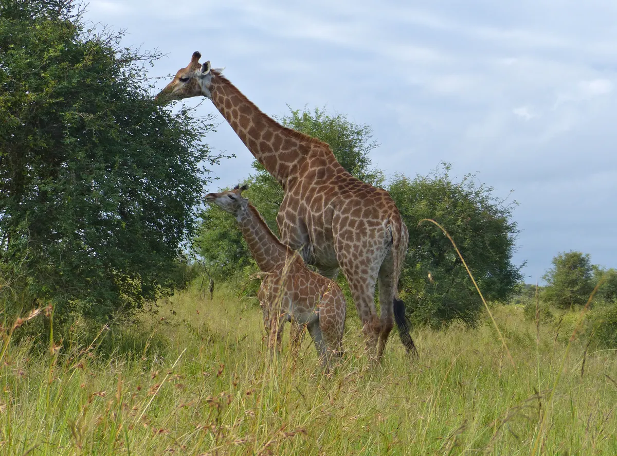 Adult giraffe and calf moving together in open country