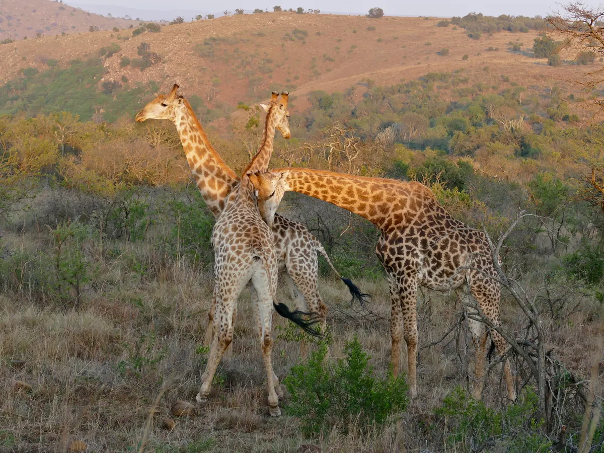 Two male giraffes swinging their necks in a contest