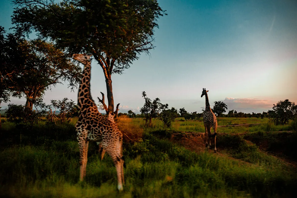 Giraffes walking through broad savanna habitat