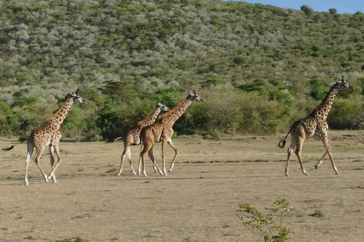 Tall giraffe standing above dry grass and shrubs