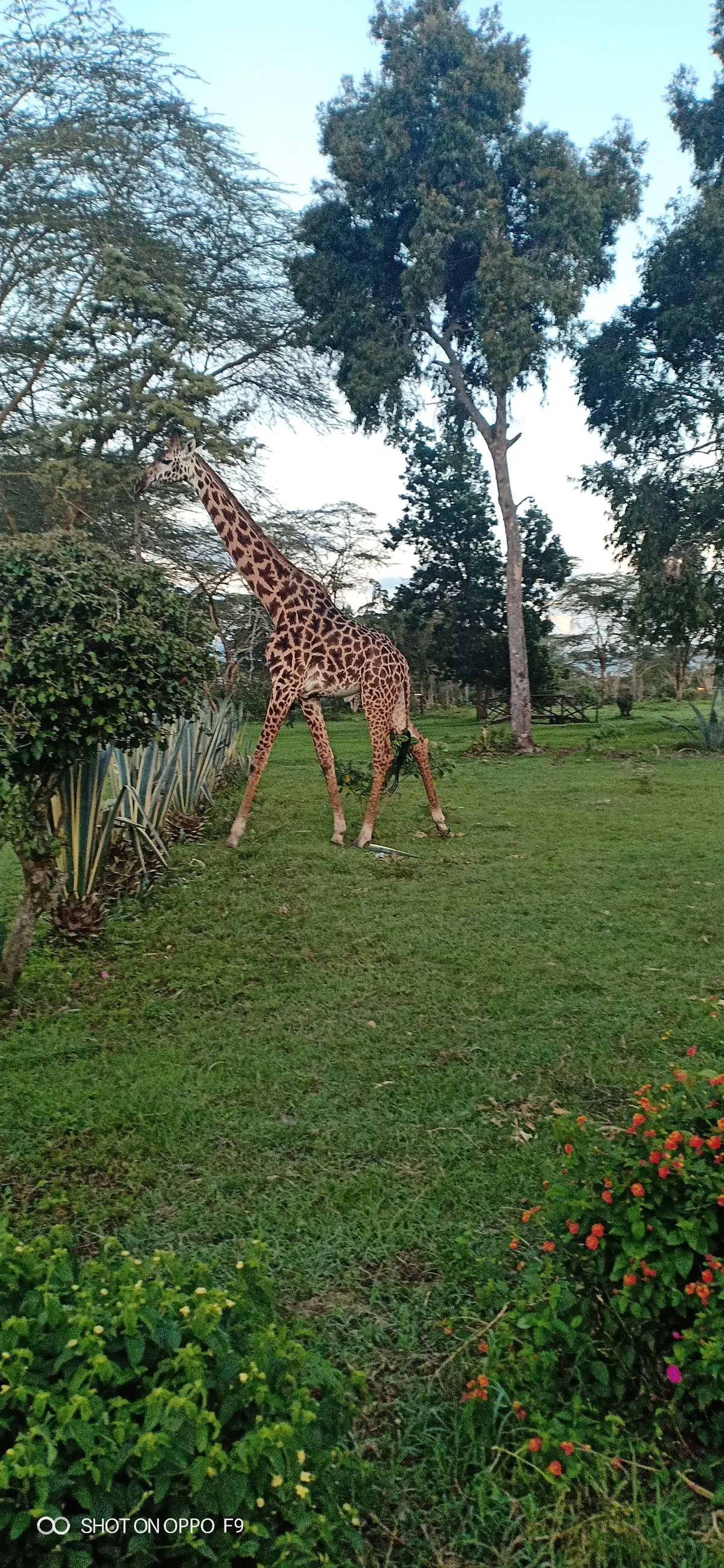 Giraffe in open Kenyan habitat near acacia trees