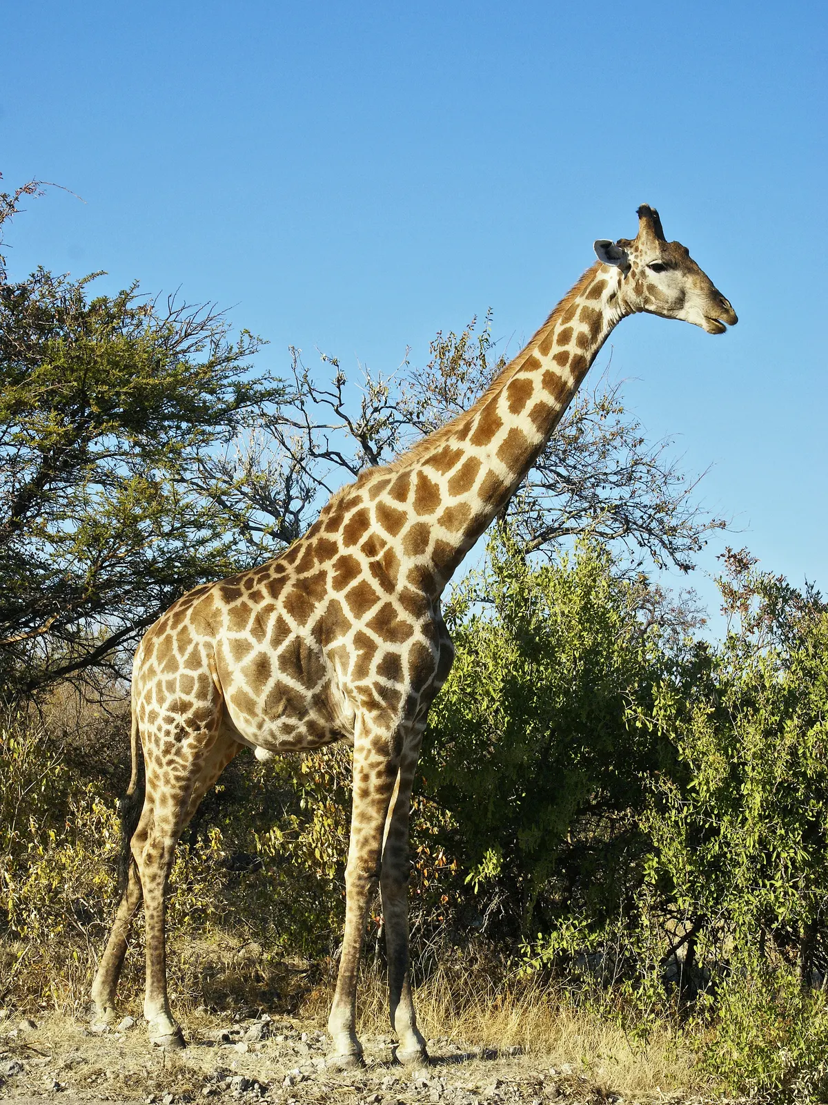 Full-body giraffe showing long neck and towering legs
