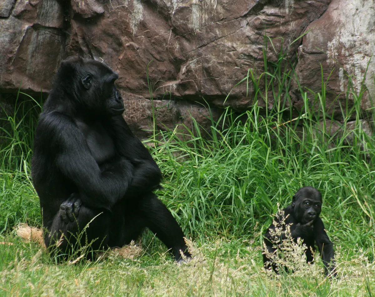 Wild western lowland gorilla mother carrying her baby in the rainforest