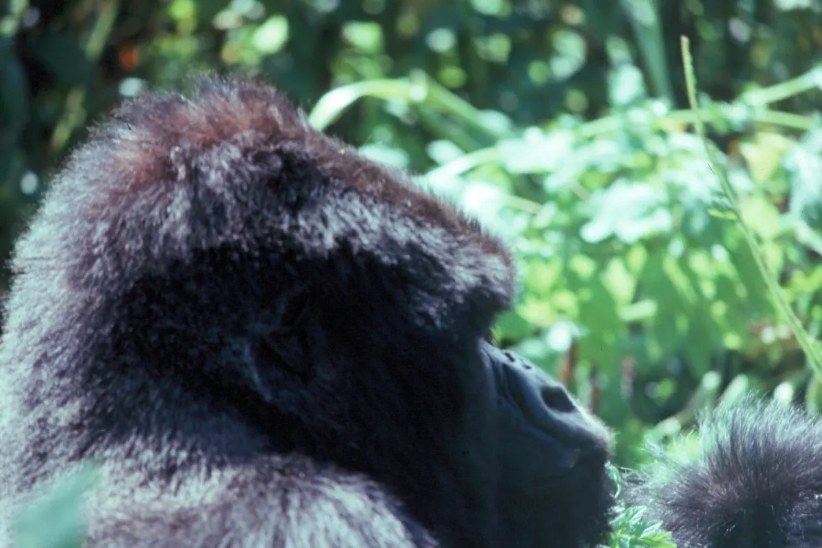 Close-up western lowland gorilla face with thoughtful expression