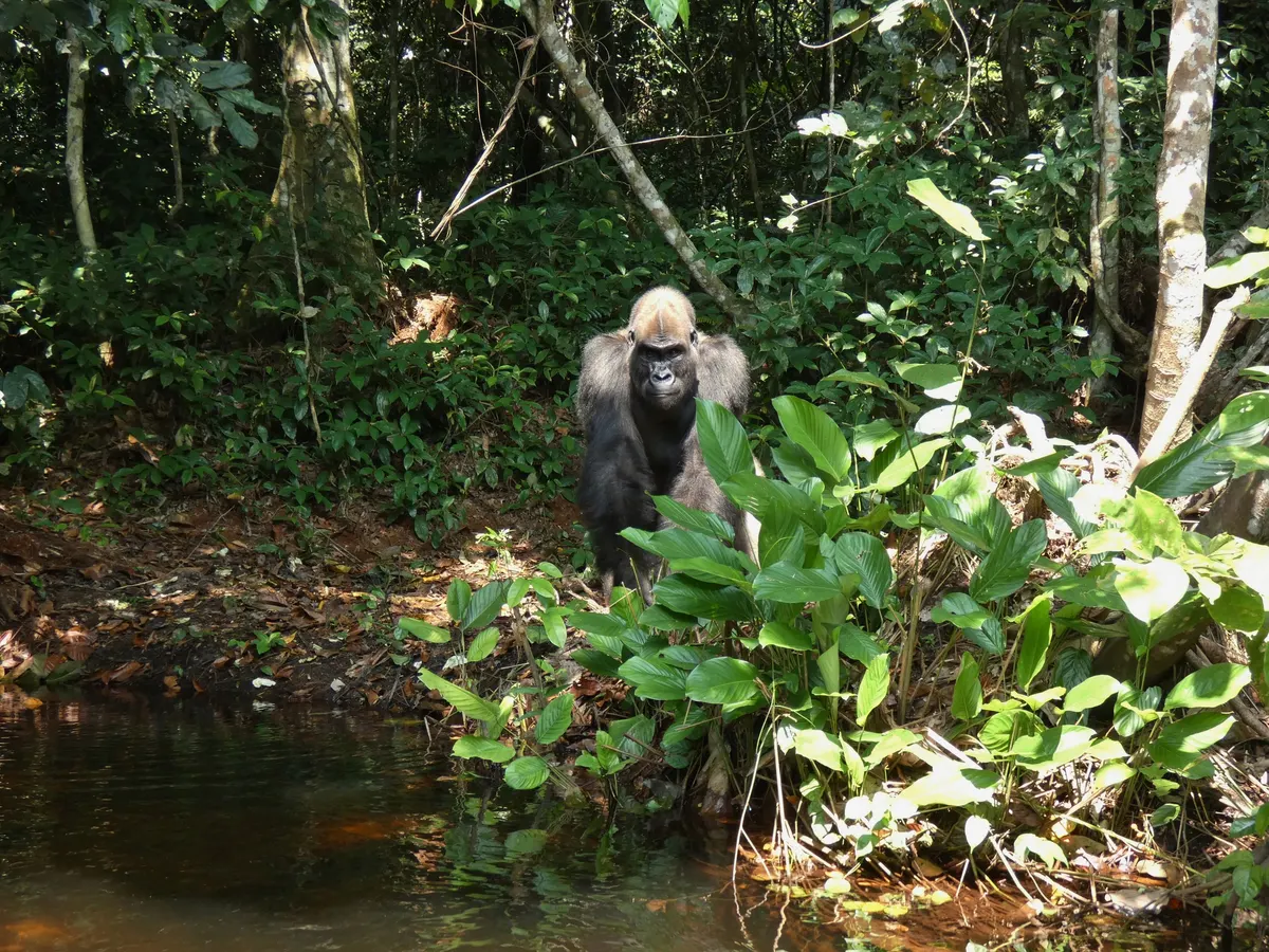 Young western lowland gorilla in forest habitat