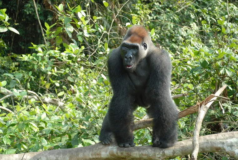 Western lowland gorilla feeding on forest vegetation
