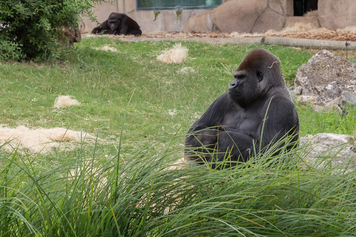 Western lowland gorilla in forest social setting