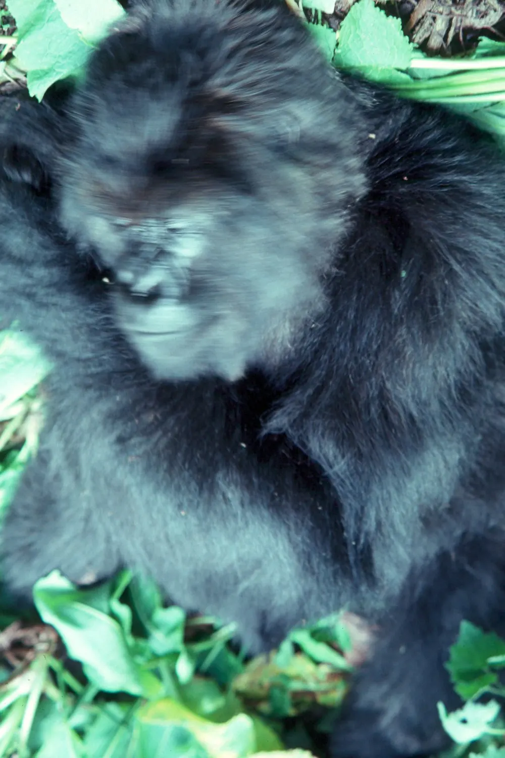 Western lowland gorilla resting on forest floor