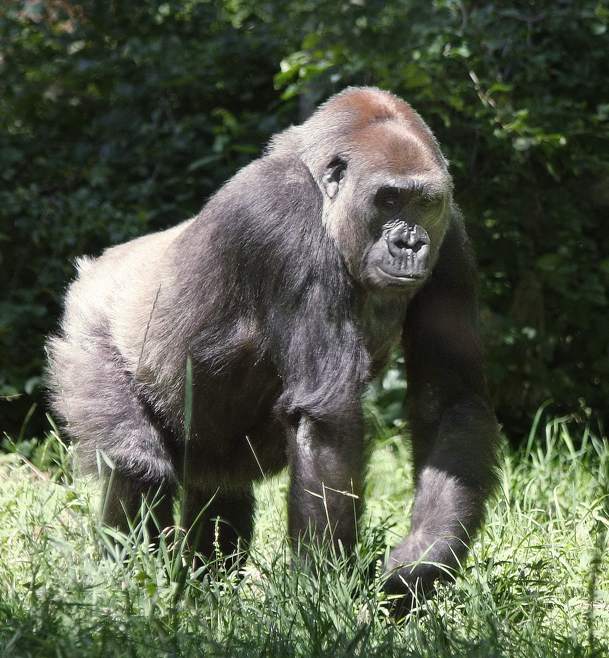 Western lowland gorilla in dense forest habitat