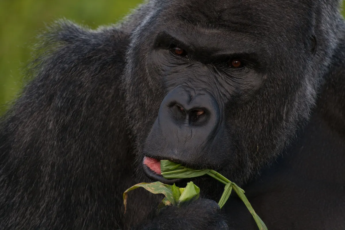 Western lowland gorilla chewing leaves and stems