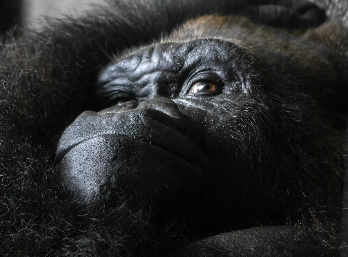 Western lowland gorilla group resting together
