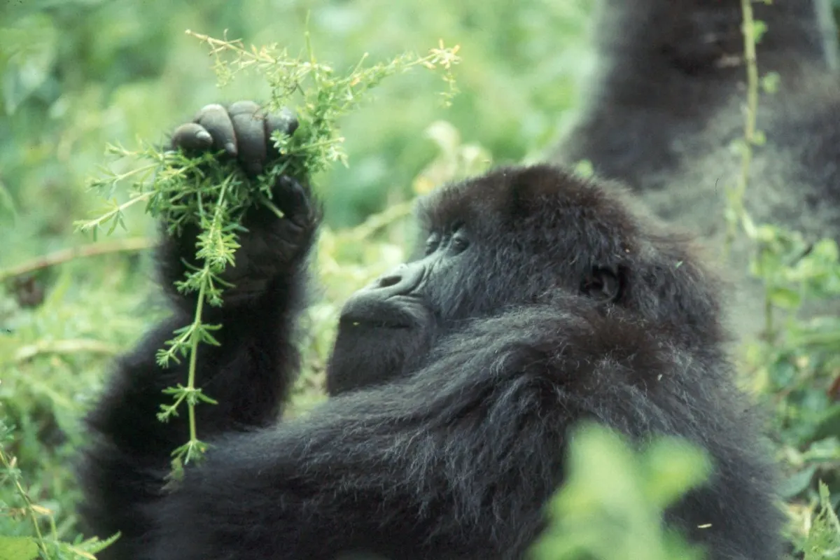 Western lowland gorilla resting in dense brush