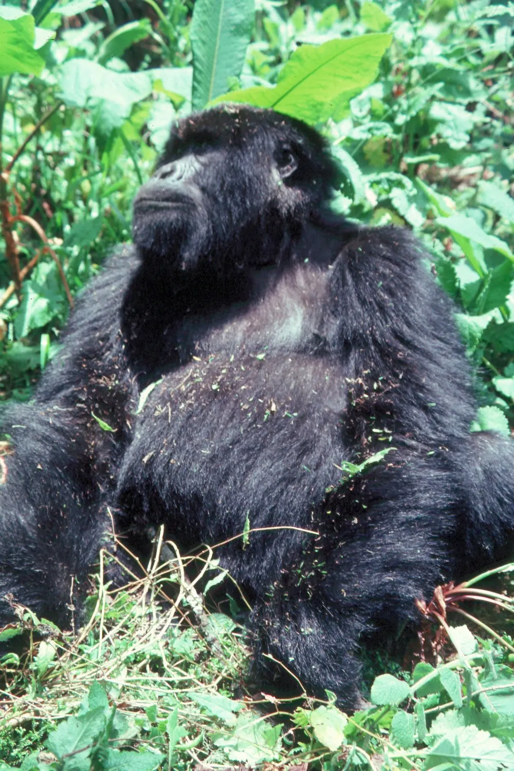 Western lowland gorilla sitting in lush forest grass