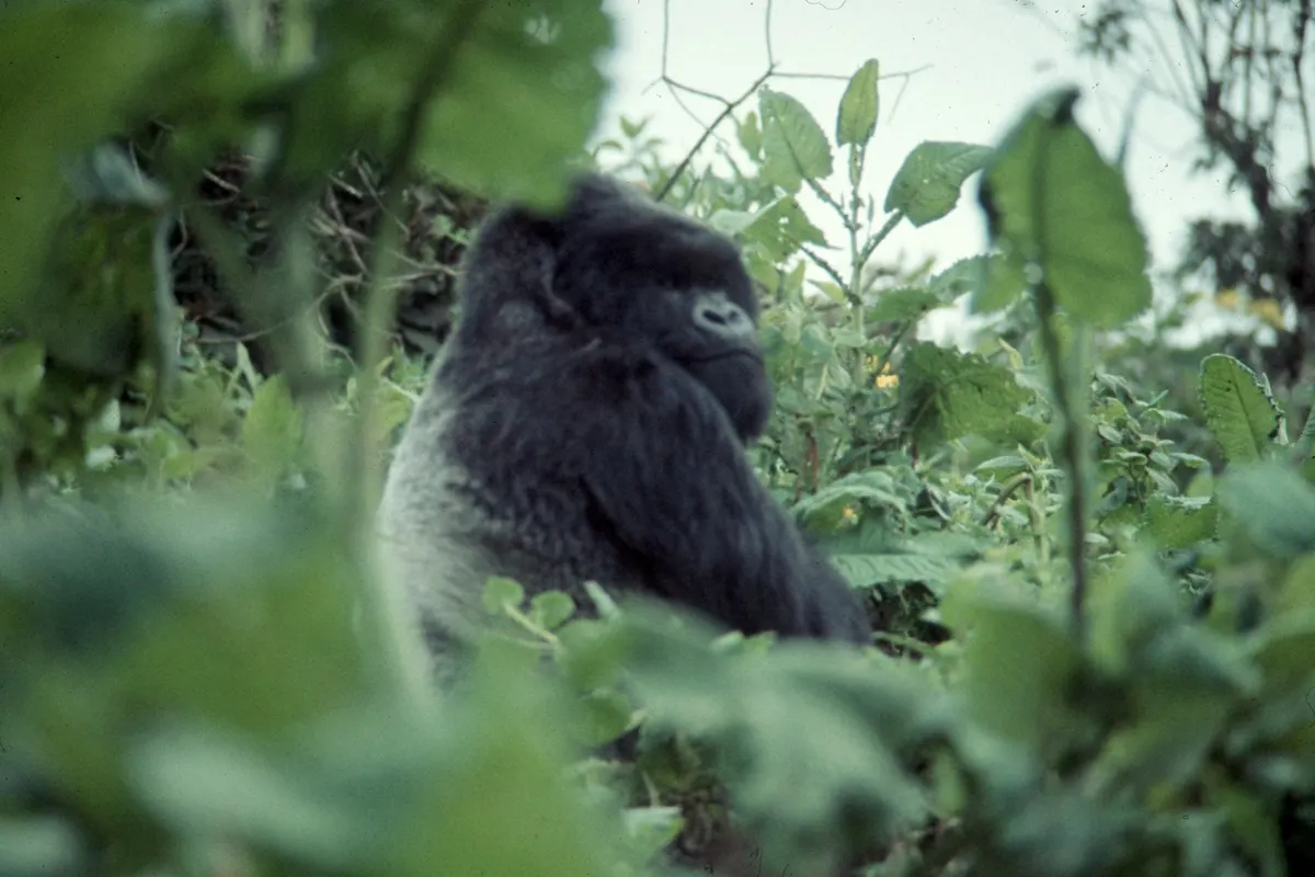 Silverback western lowland gorilla in African forest