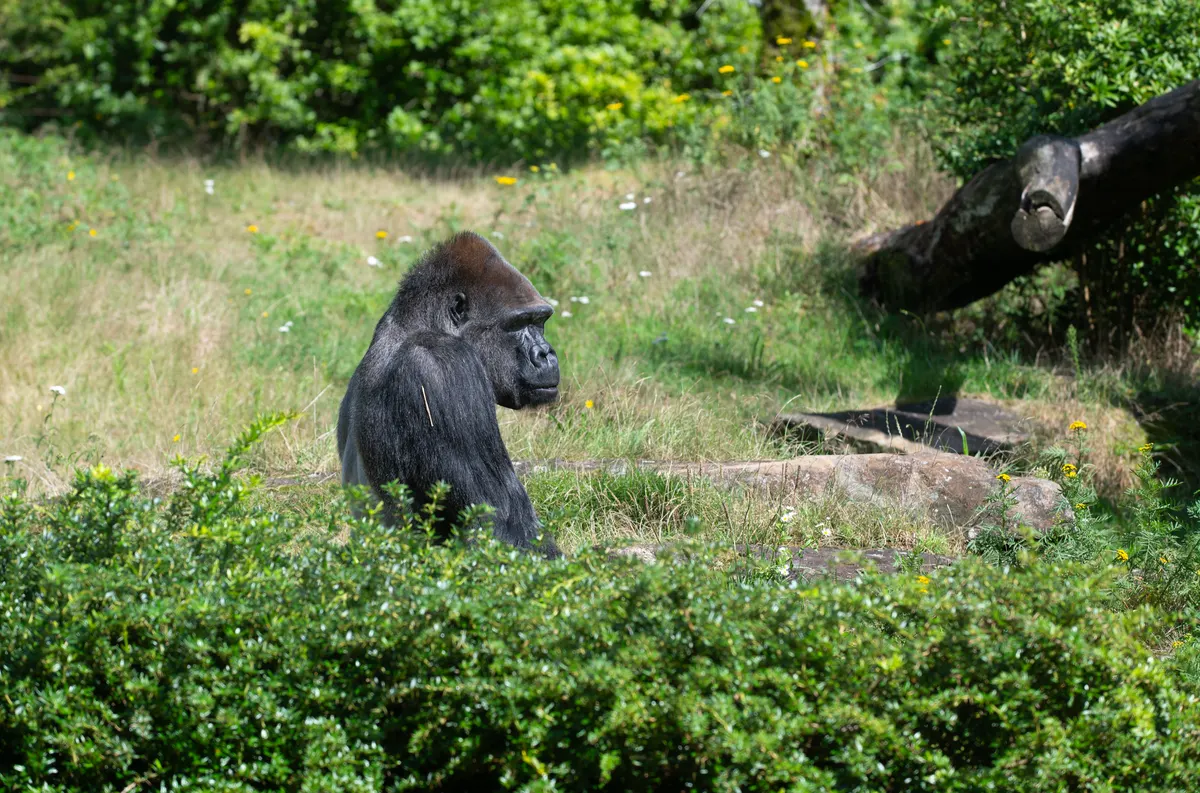 Large male western lowland gorilla showing powerful build