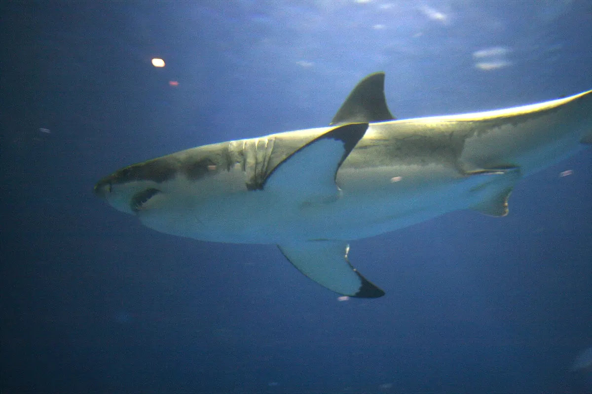 Young great white shark swimming in the open ocean