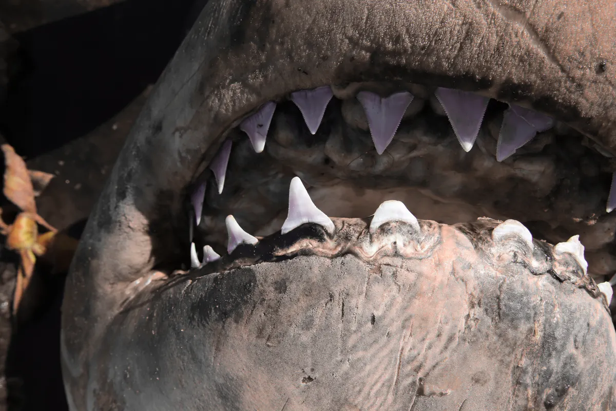 Close-up of great white shark teeth in rows