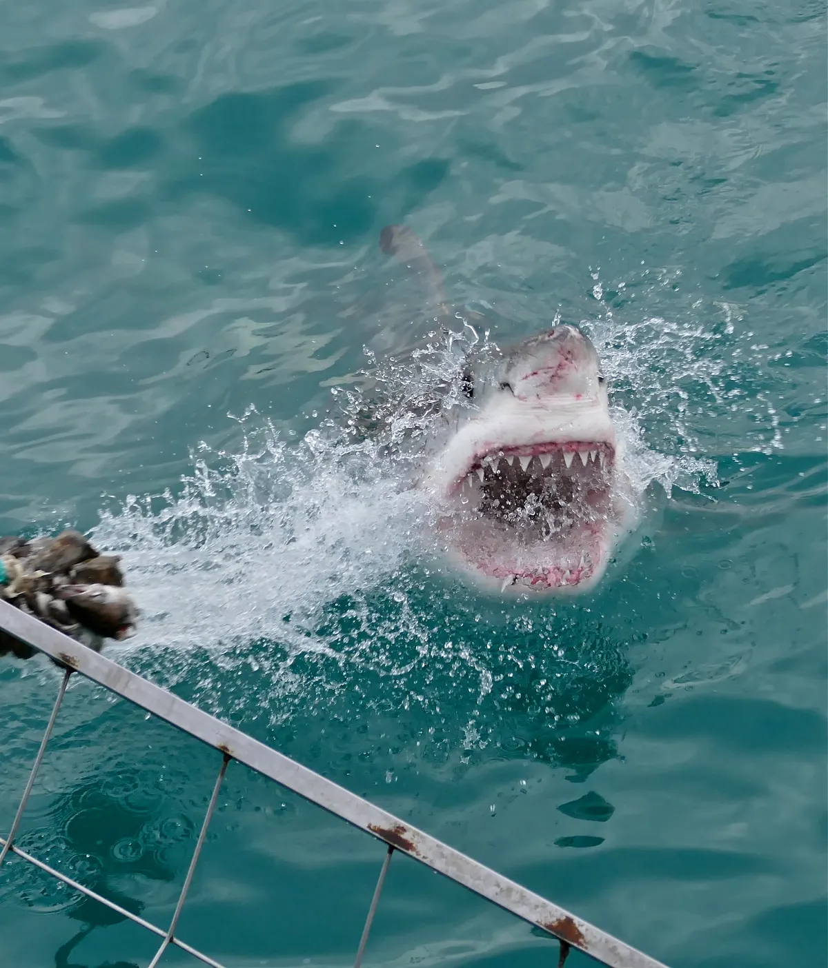 Smaller great white shark swimming in blue water