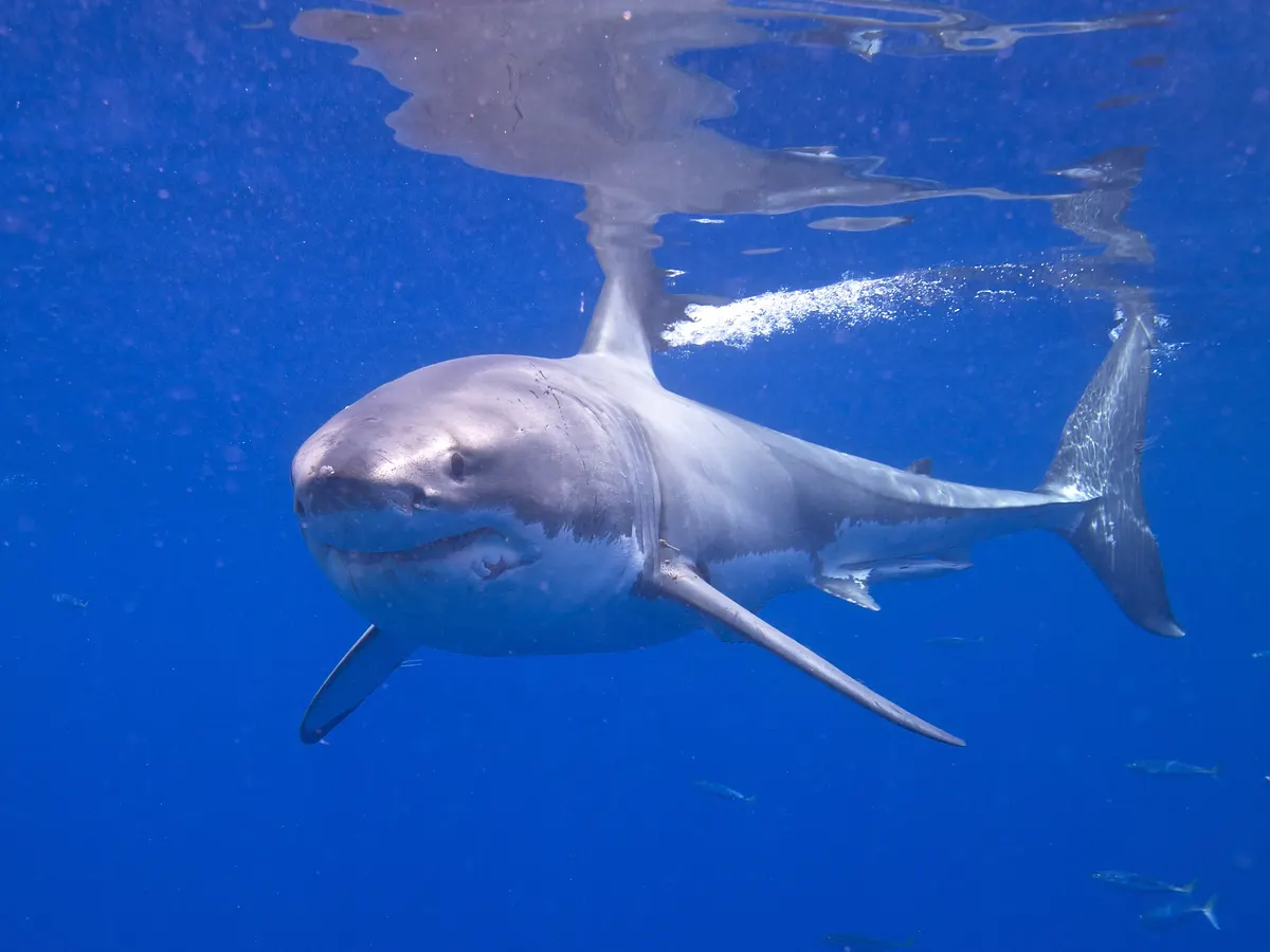 Great white shark approaching head-on in blue water