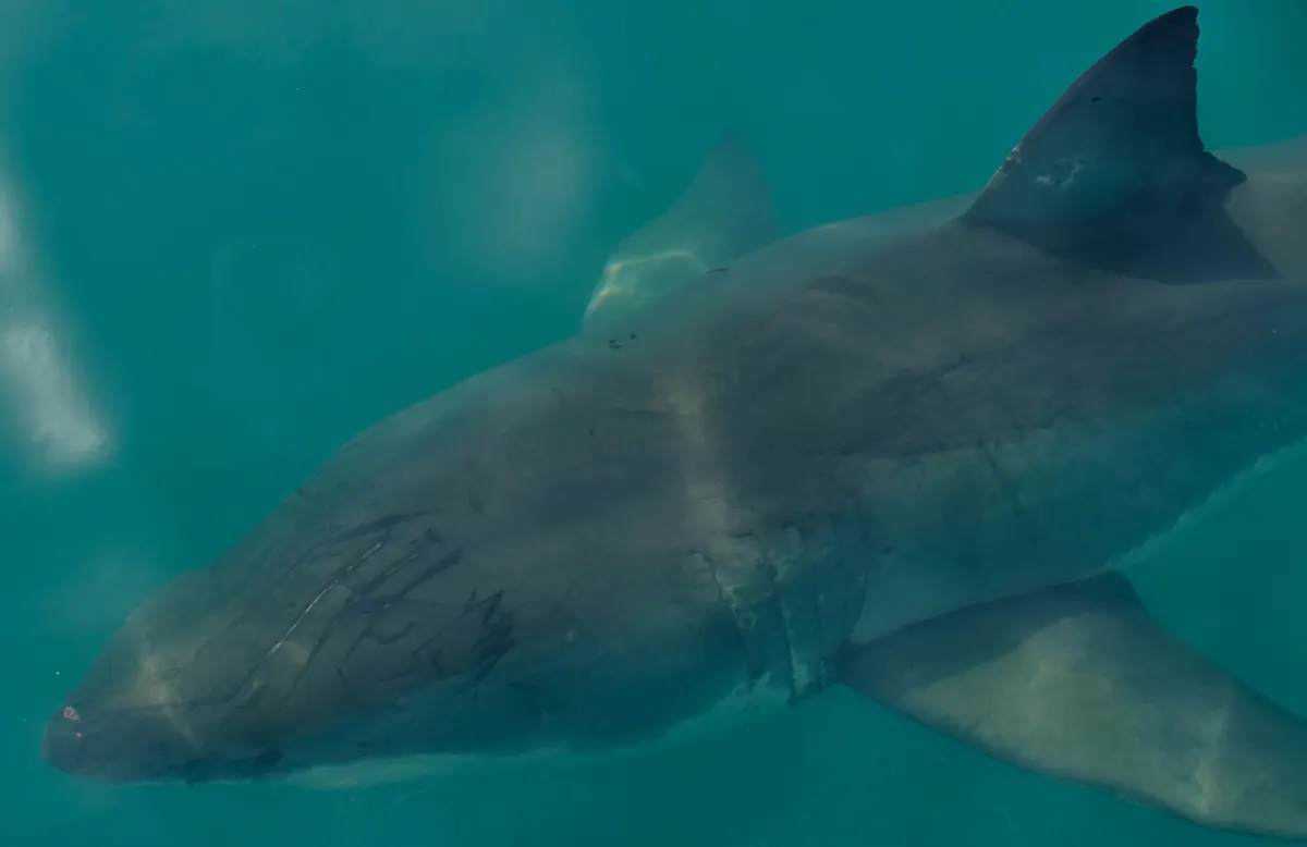 Great white shark swimming alone in open water