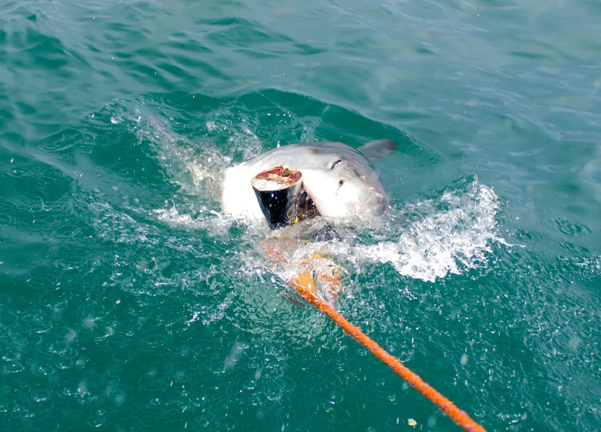 Great white shark moving through clear coastal water