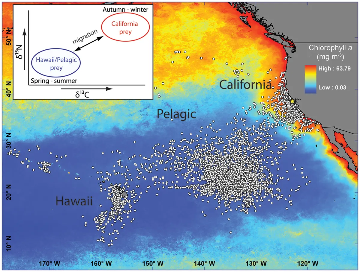 Scientific map of tracked white shark movements between California and the central Pacific