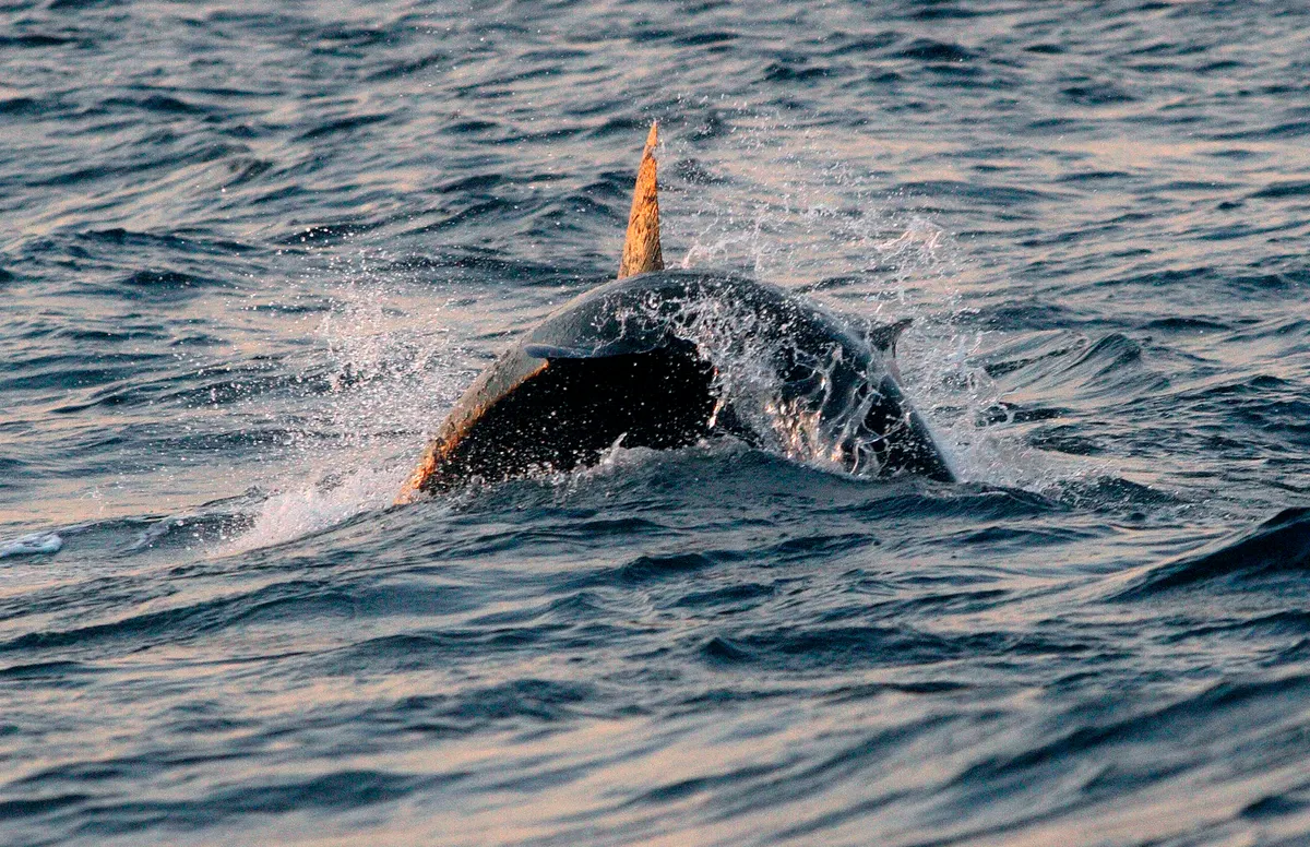 Great white shark hunting near the water surface