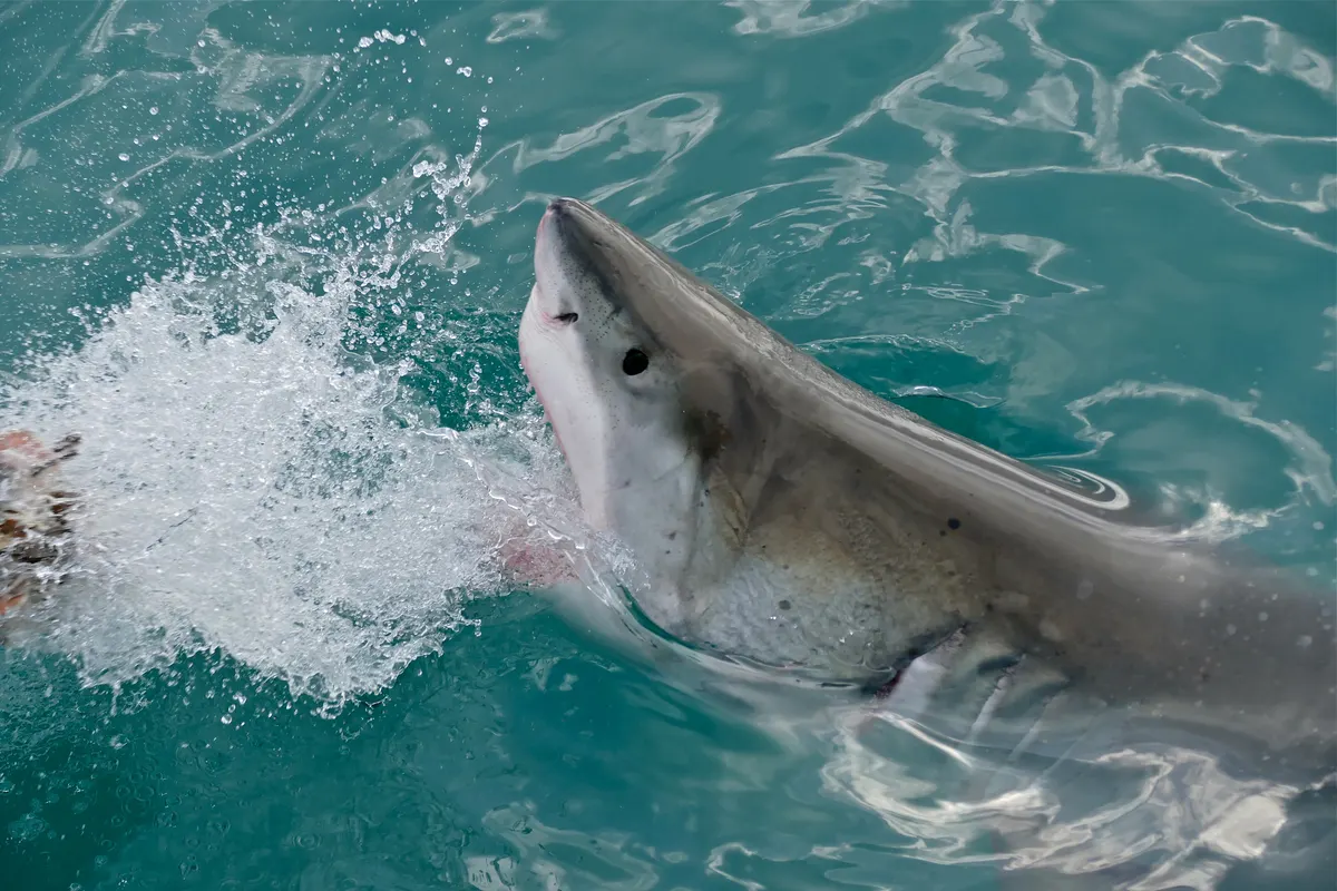 Great white shark swimming through blue water