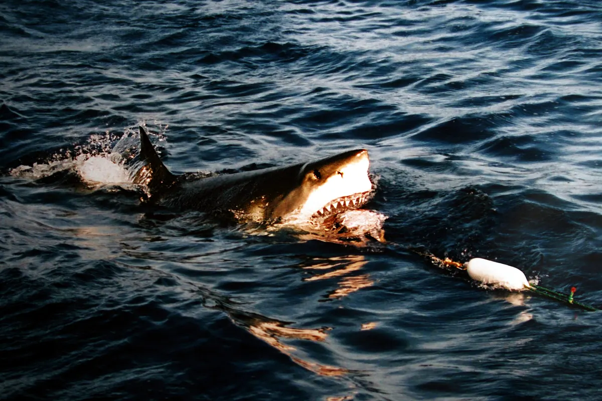 Great white shark surfacing with its head above water