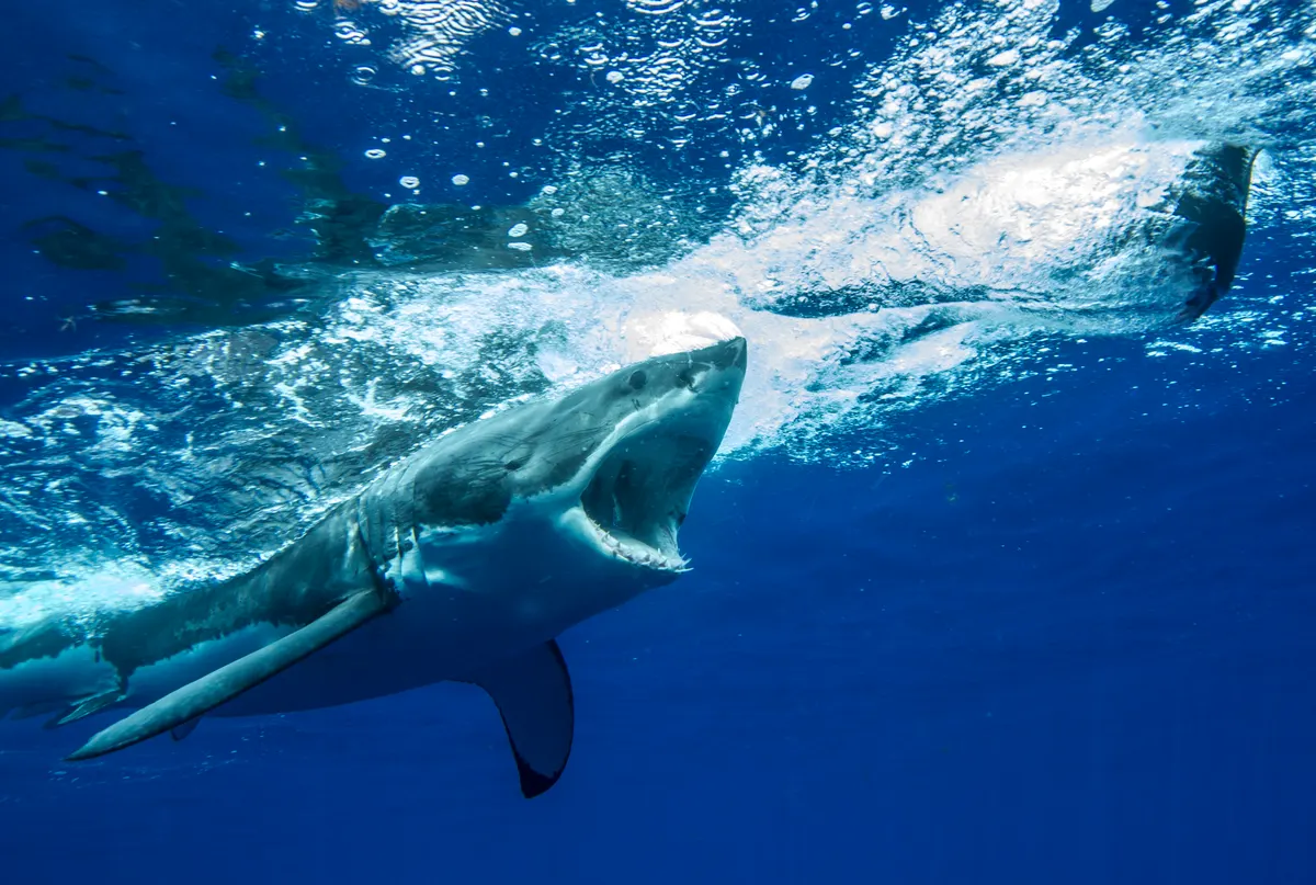 Great white shark gliding through clear blue ocean water