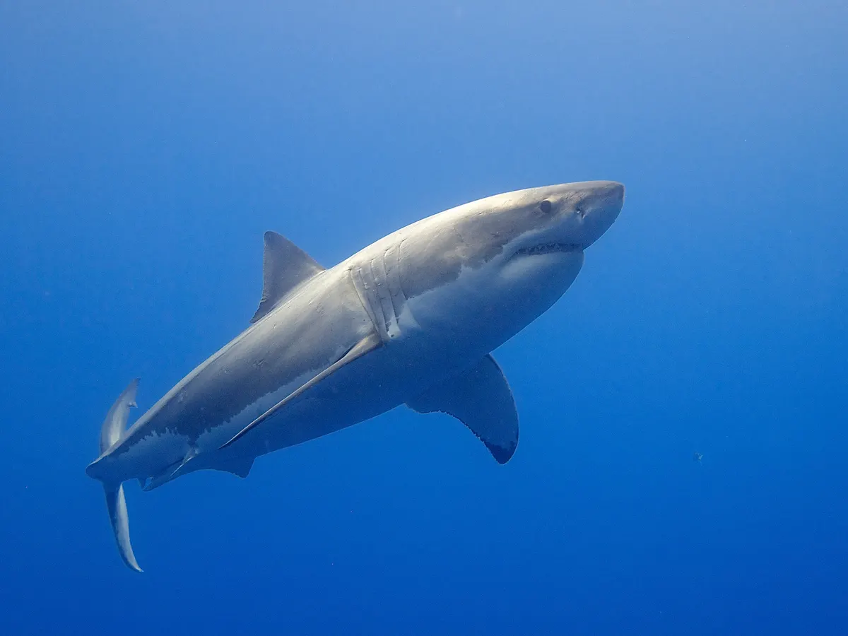 Great white shark swimming just below the surface