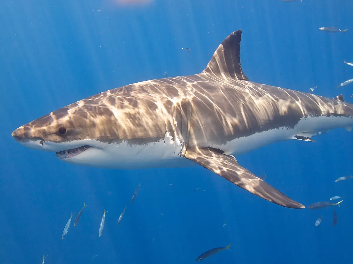 Great white shark swimming through clear blue water
