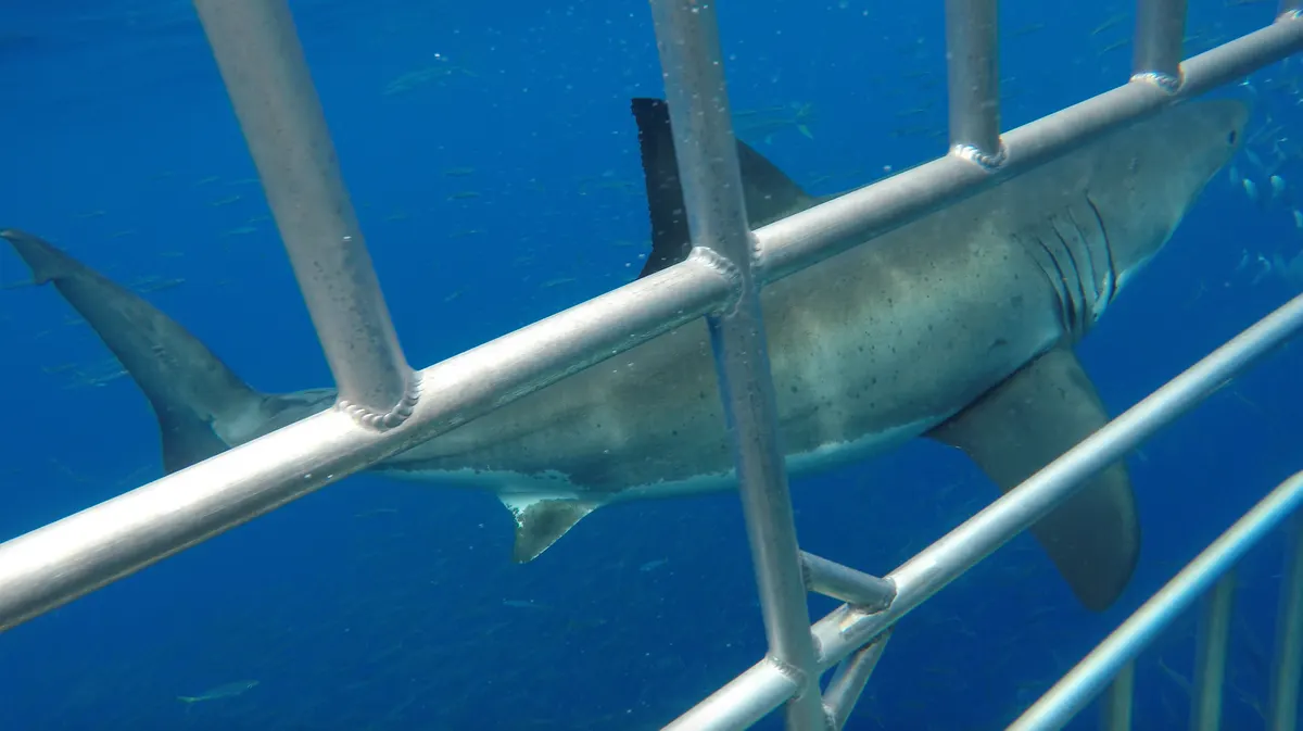 Great white shark cruising through open ocean habitat