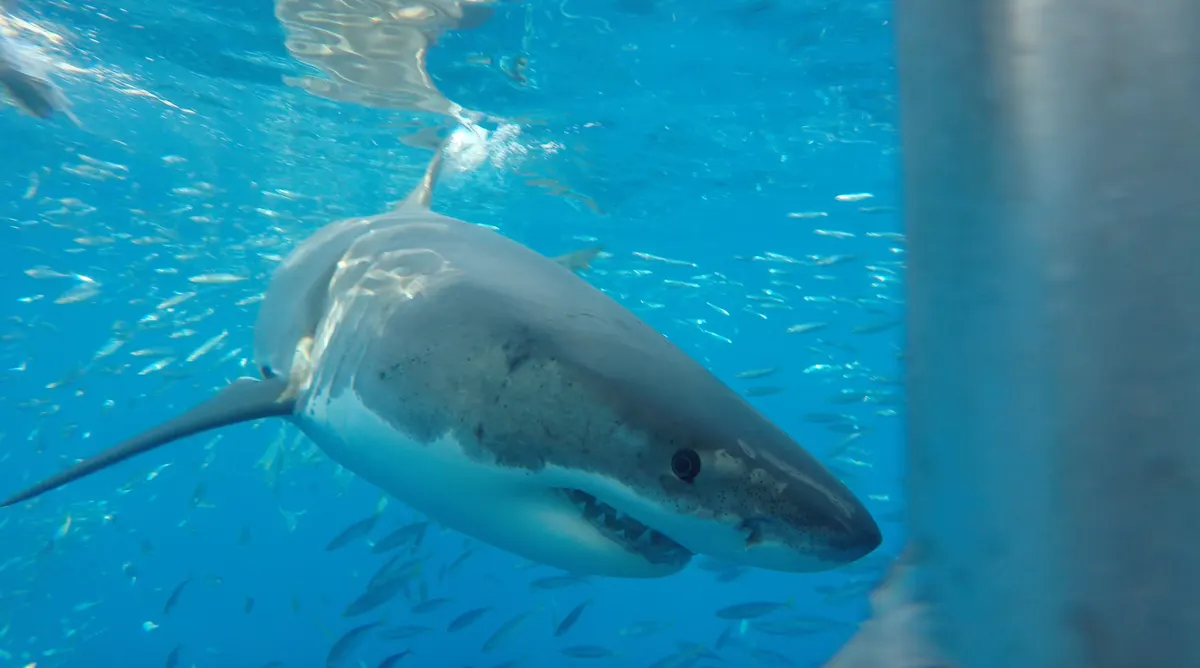 Large great white shark showing full body length underwater
