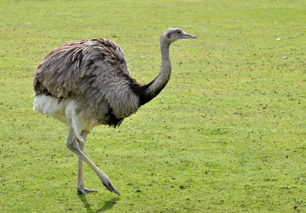 Greater rhea walking while feeding