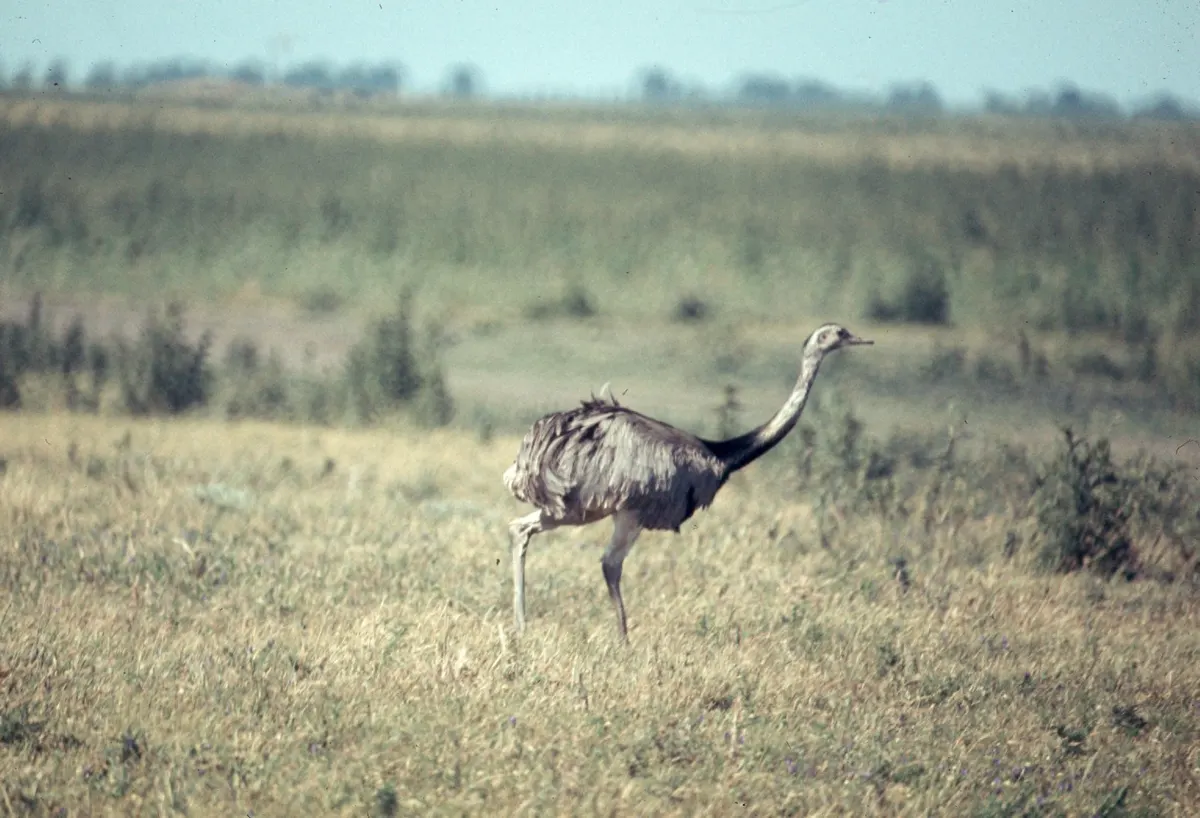 Greater rhea moving through grass