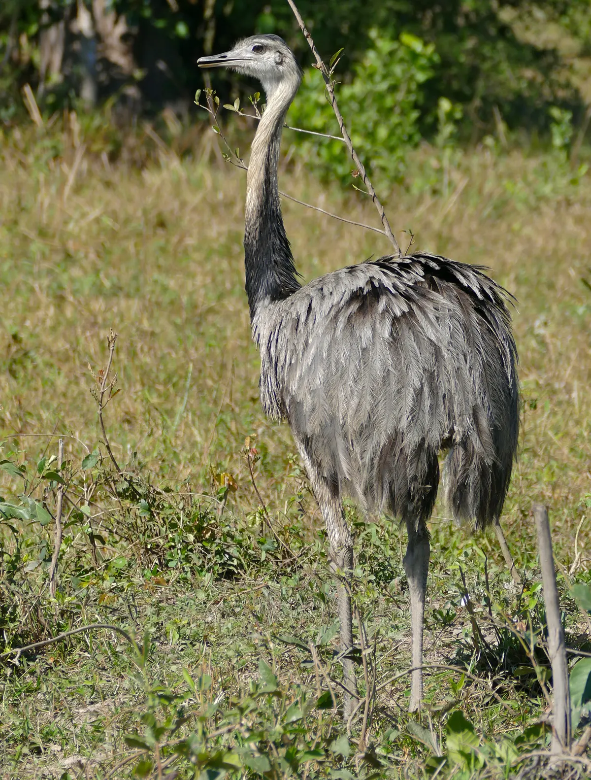 Greater rhea in tall grassland