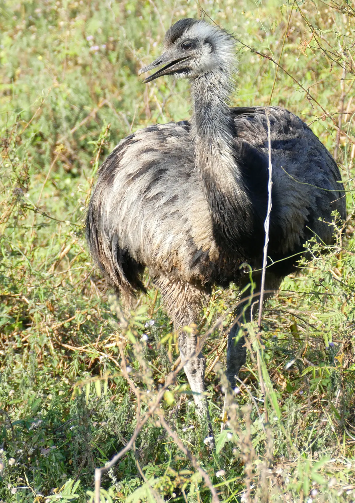 Greater rhea standing in grassland