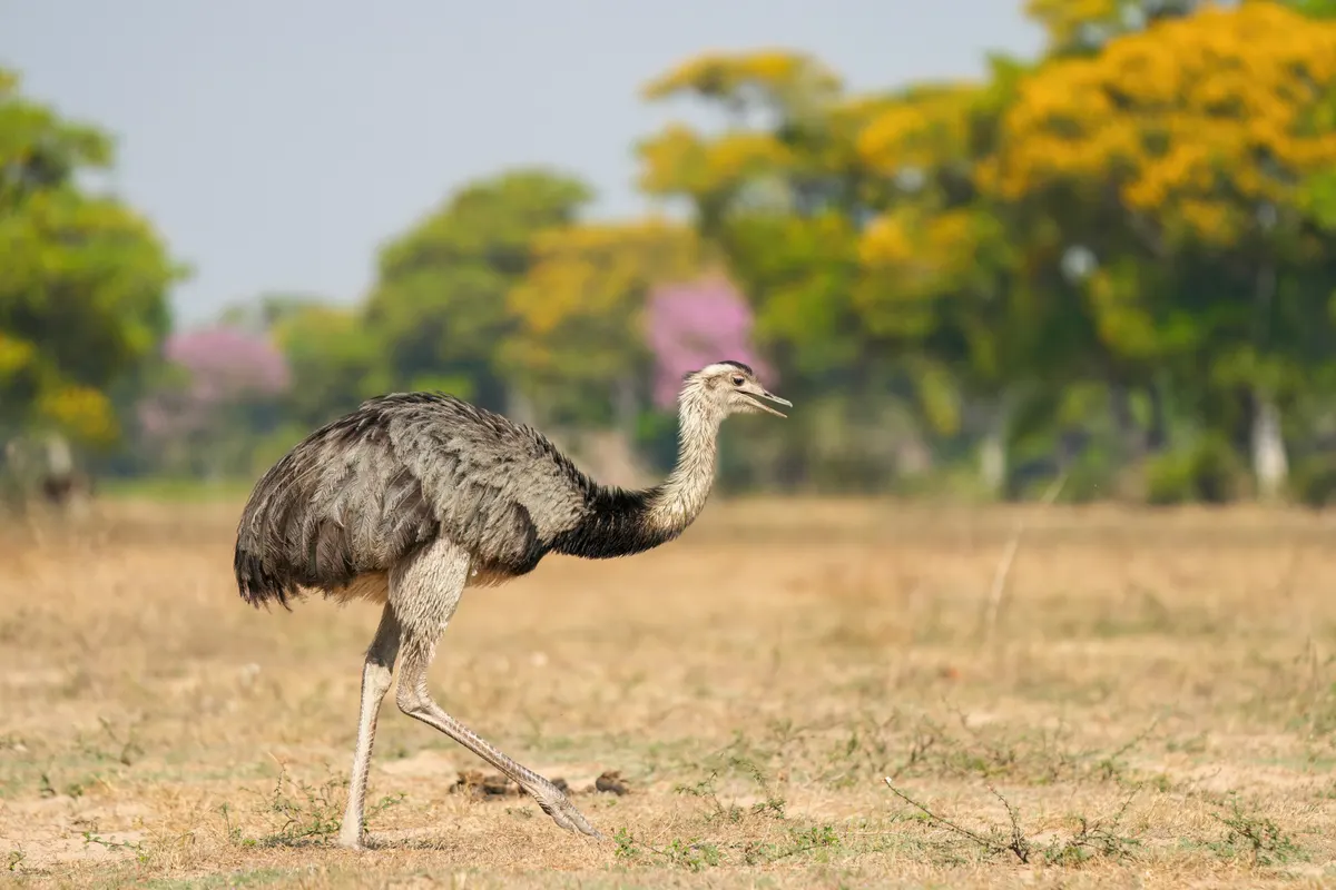 Large grey-brown flightless rhea standing in open grassland