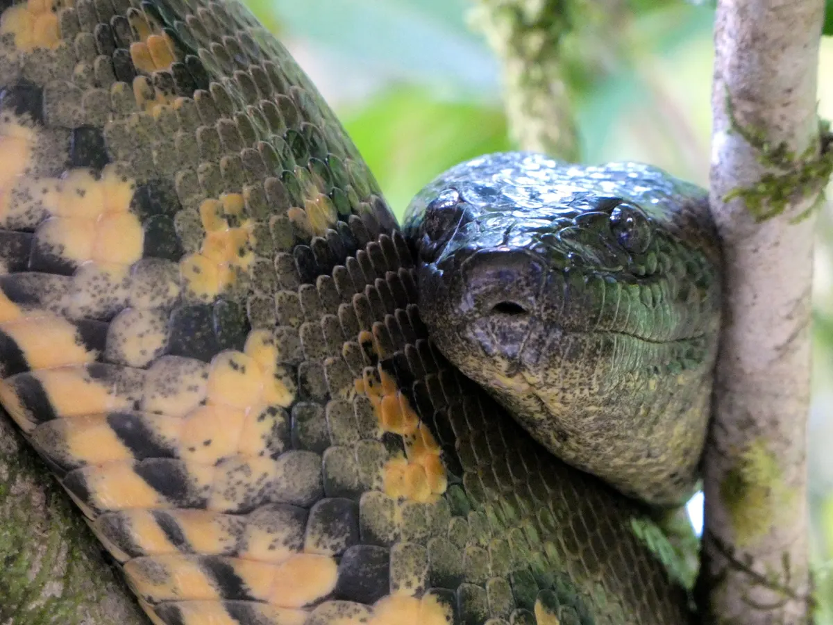 Green anaconda resting