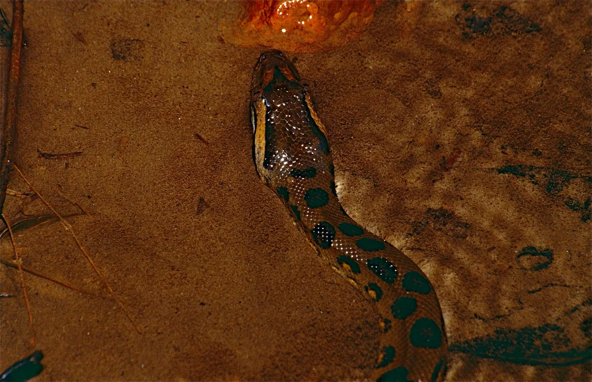 Young green anaconda