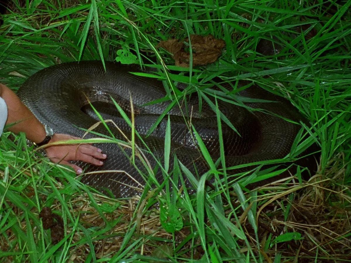Green anaconda in a wetland setting