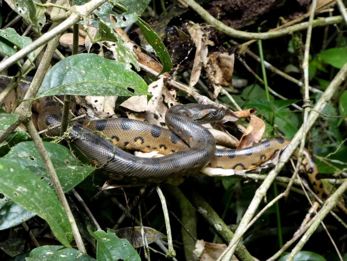 Green anaconda in its range