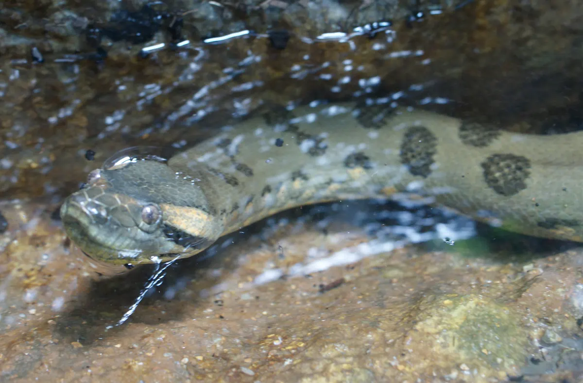 Thick olive-green anaconda with dark oval blotches