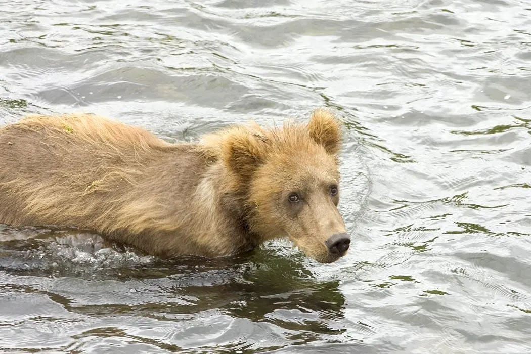 Young grizzly bear cub standing in shallow water