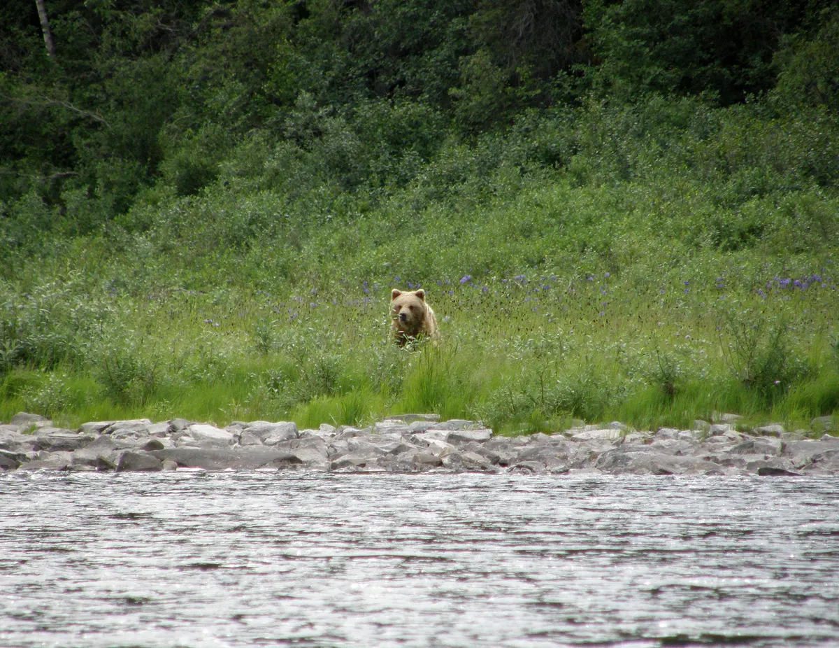 Close-up of a grizzly bear face and shoulder hump