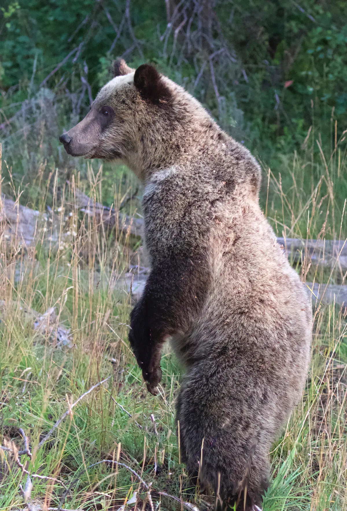 Young grizzly bear cub standing on hind legs